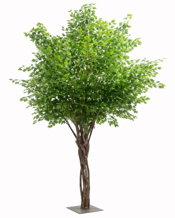 GREEN FICUS TREE 12'
