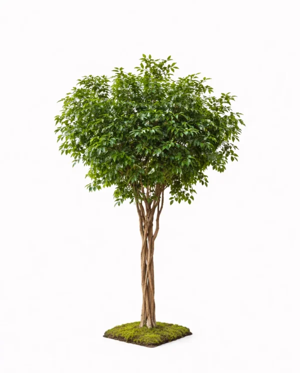 GREEN FICUS TREE 6'