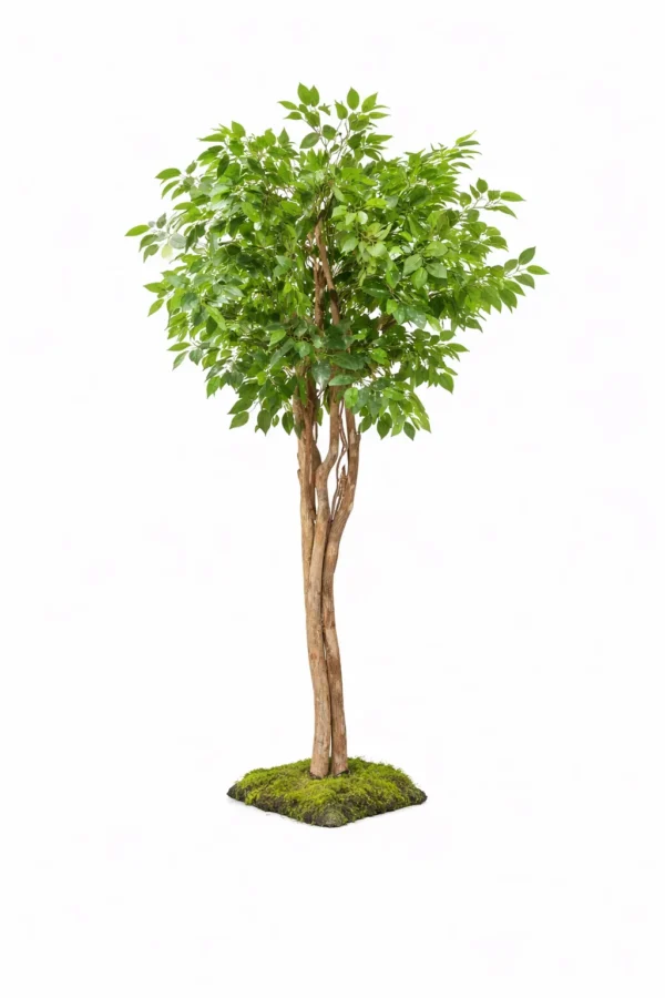 GREEN FICUS TREE 5'
