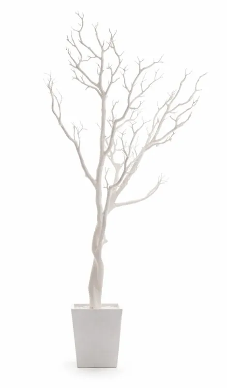 WHITE MANZANITA TREE 36"