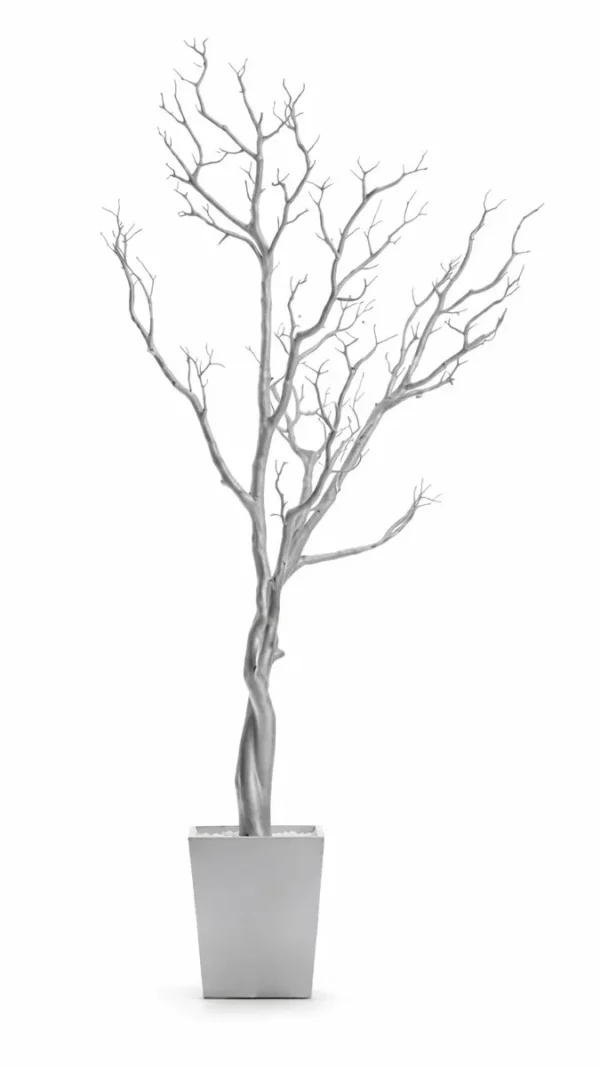 SILVER MANZANITA TREE 36"
