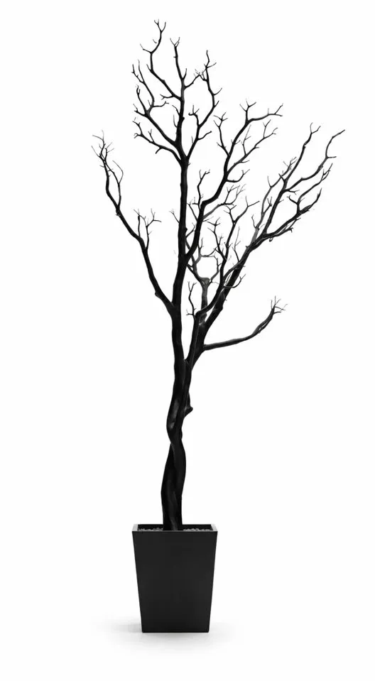BLACK MANZANITA TREE 36"